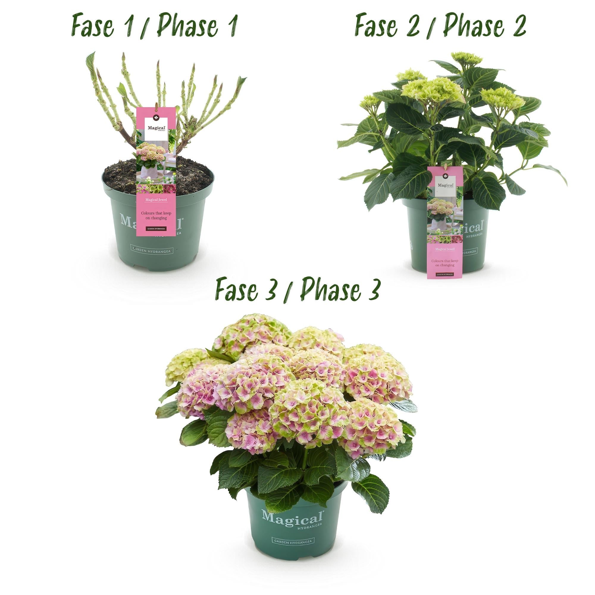 green-guardia-hydrangea-magical-jewel-pink-hortensie-23-cm-topf image 3