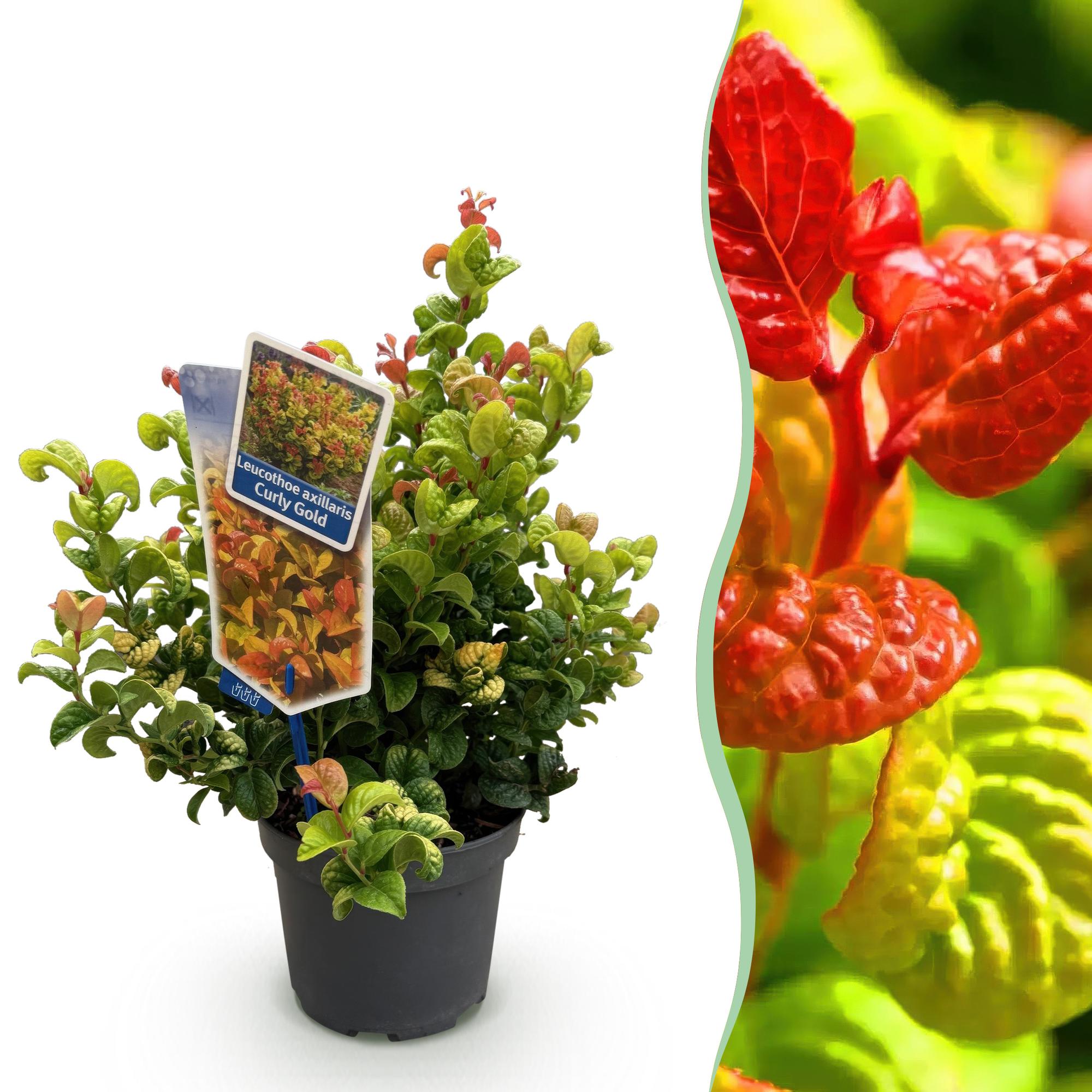 green-guardia-unsere-pflanzen-leucothoe-curly-gold-zierstrauch-1x-pflanze-gelb image 1