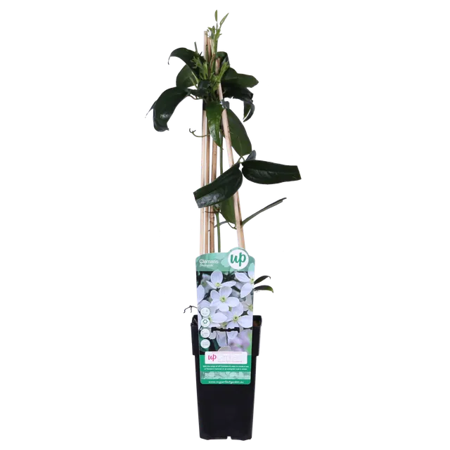 green-guardia-unsere-pflanzen-clematis-armandii-15-cm-topf image 1