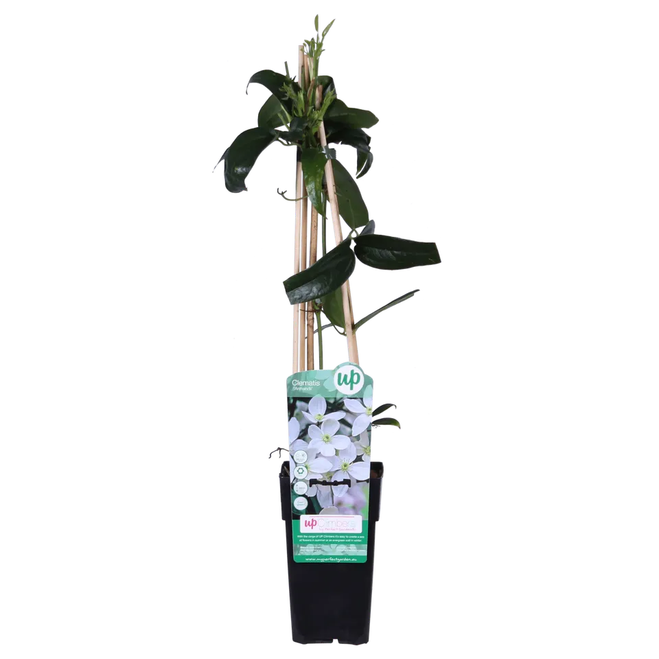 green-guardia-unsere-pflanzen-clematis-armandii-15-cm-topf image 1