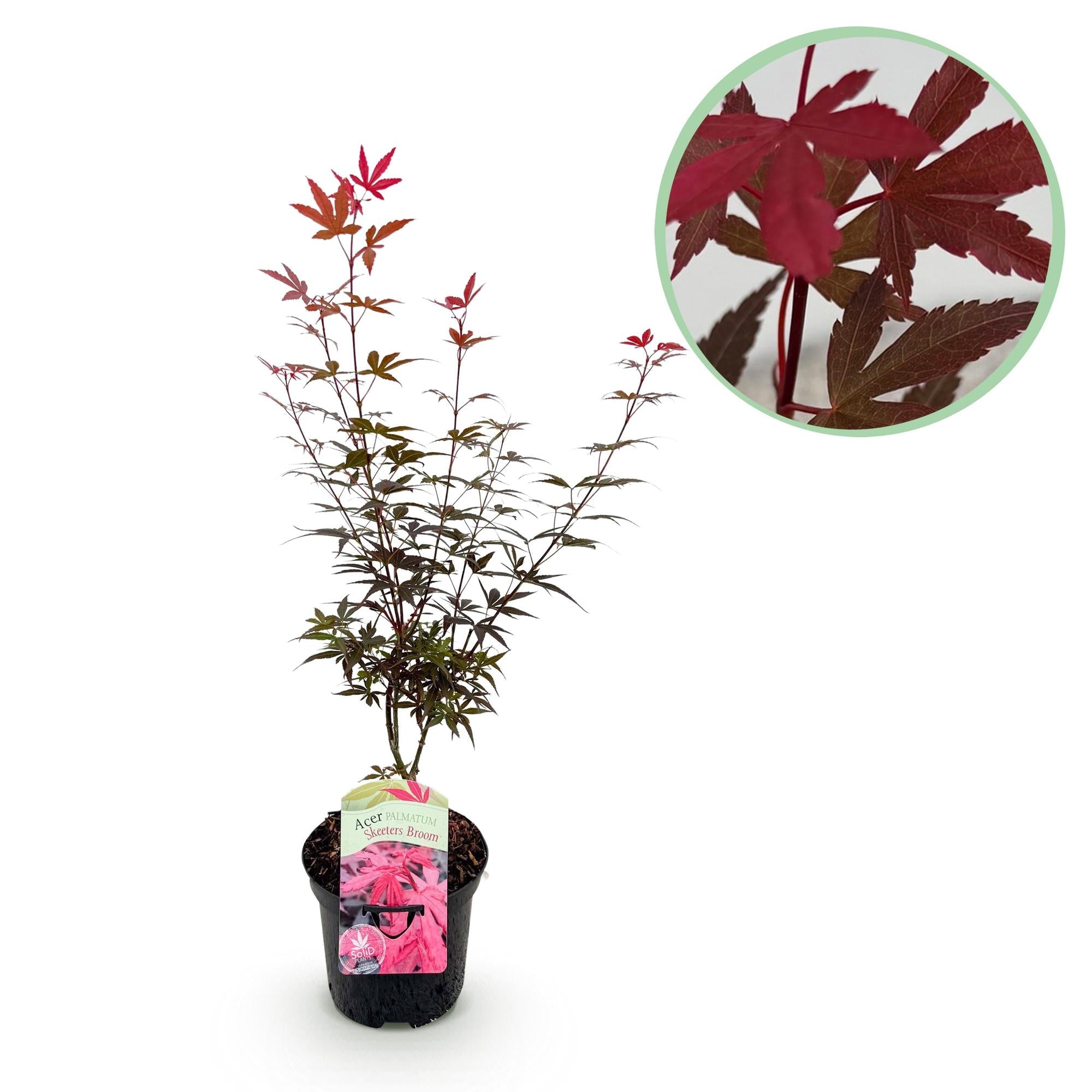 green-guardia-unsere-pflanzen-acer-skeeter-s-broom-ahorn-70cm-lila image 1