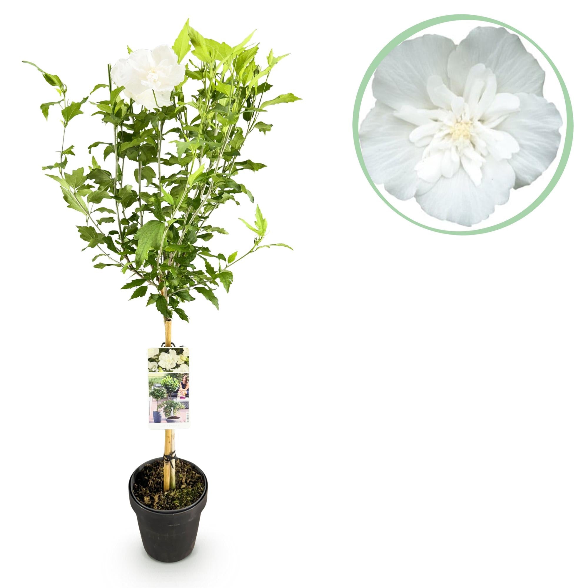 green-guardia-white-chiffon-hibiskus-stamm-19cm-wei-winterhart image 1