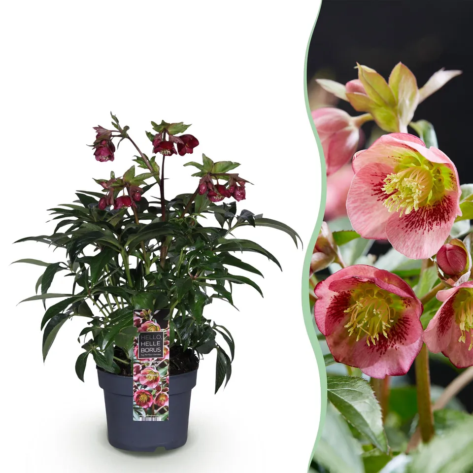 green-guardia-helleborus-dacaya-19cm-topf-rosa-winterhart image 1