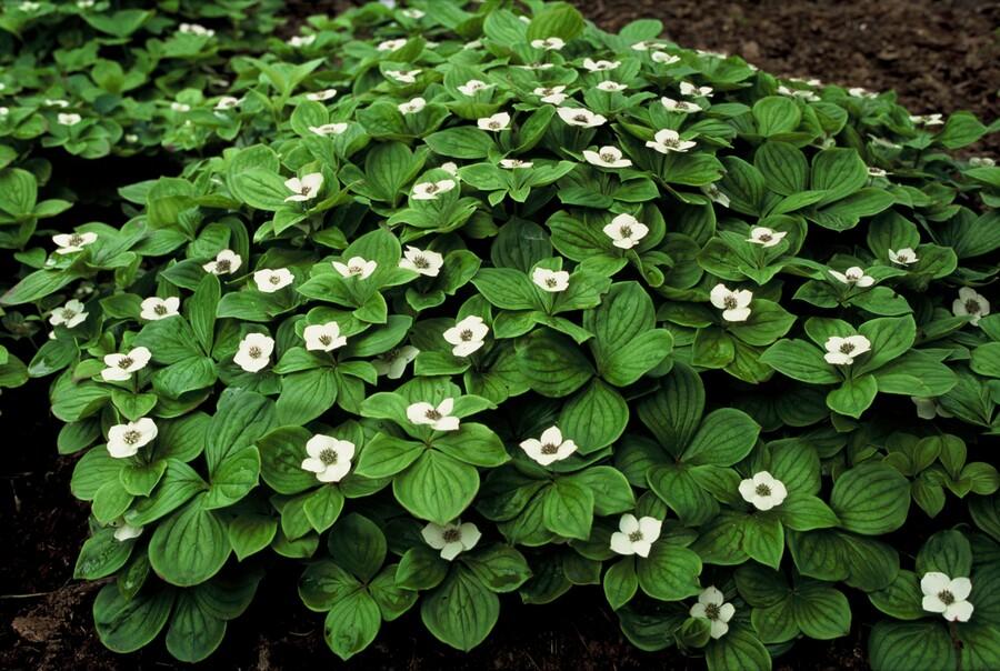 green-guardia-cornus-canadensis-hartriegel-bodendecker-6x image 4