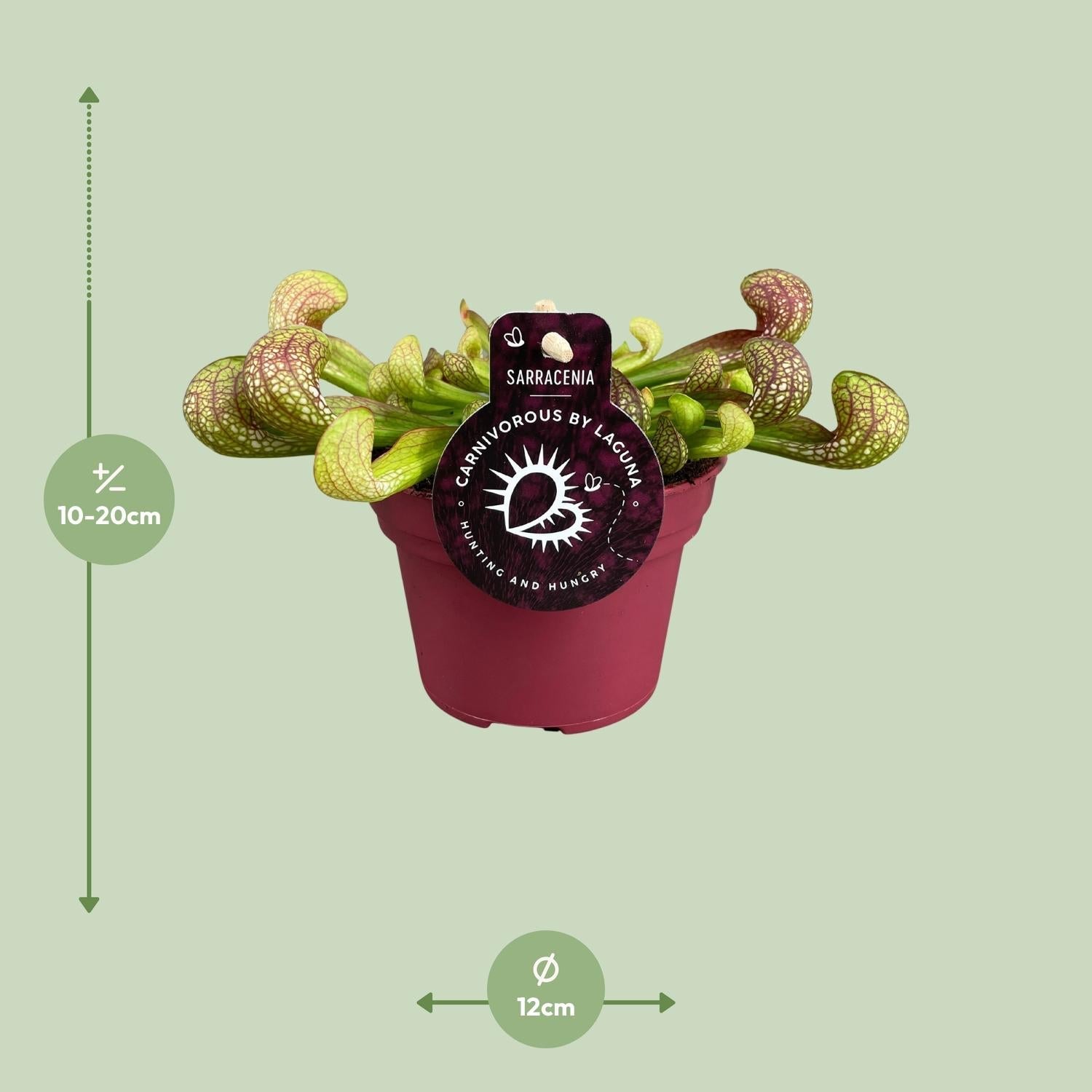 green-guardia-unsere-pflanzen-sarracenia-psittacina-12-cm-topf image 2