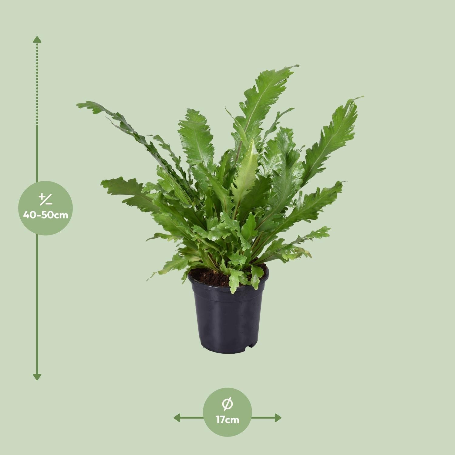 green-guardia-asplenium-nestfarn-zimmerpflanze-17cm-60cm image 5