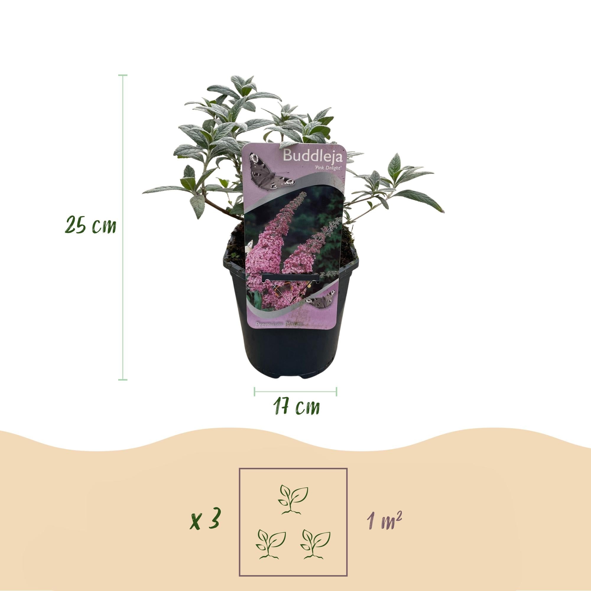 green-guardia-buddleja-pink-delight-schmetterlingsstrauch-17-cm image 2