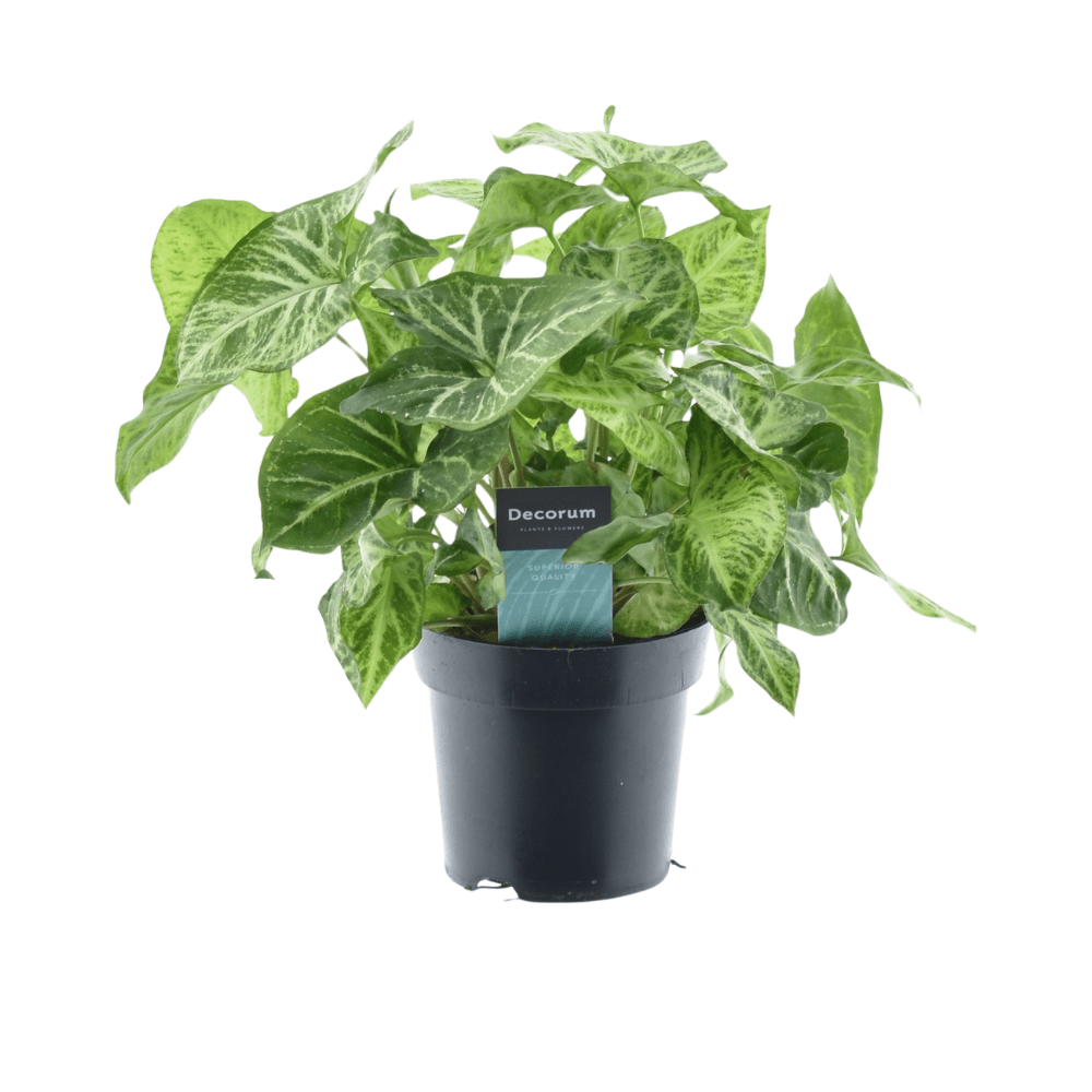 green-guardia-syngonium-pfeilblatt-zimmerpflanze-15-30-cm-gr-n image 2