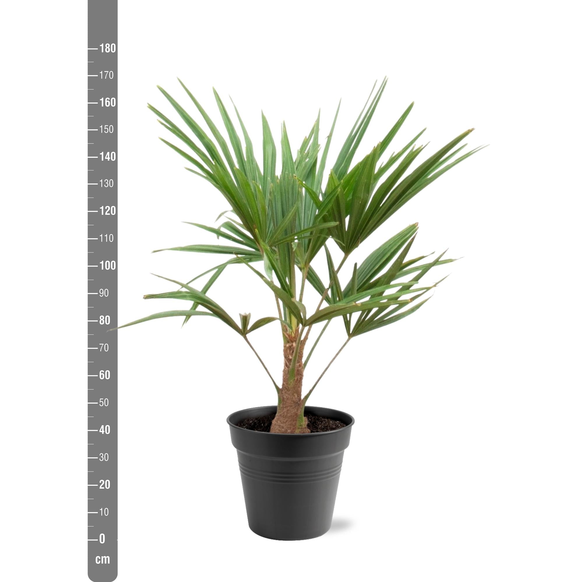 green-guardia-trachycarpus-fortunei-palme-21-cm-topf-100-cm image 2