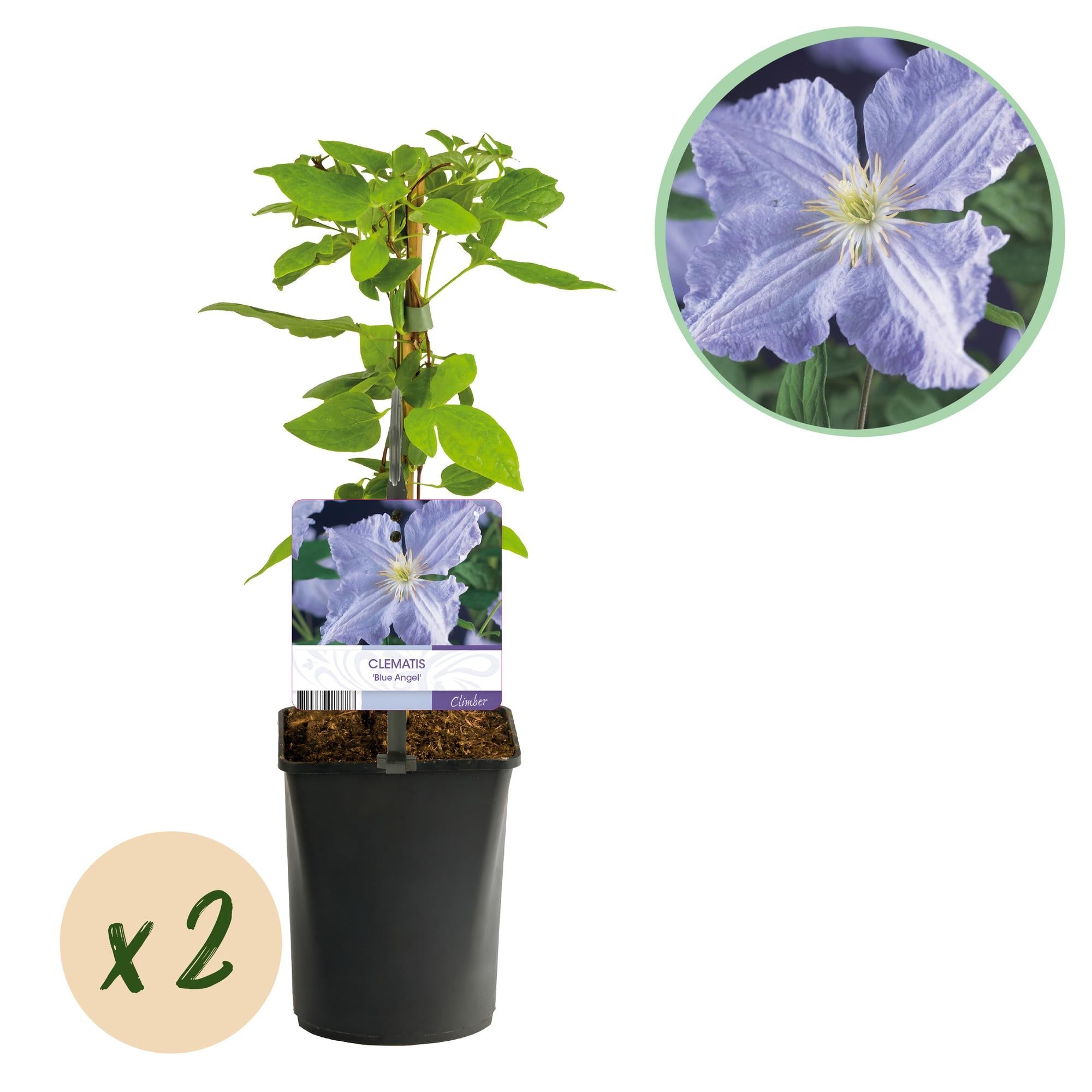green-guardia-clematis-blue-angel-kletterpflanze-2-pflanzen-hellblau image 1