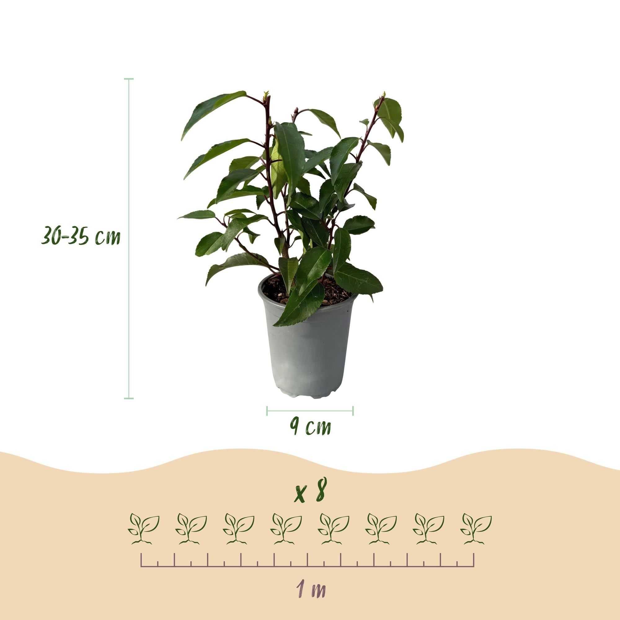 green-guardia-prunus-lusitanica-lorbeerkirsche-hecke-6-pflanzen-50cm image 2