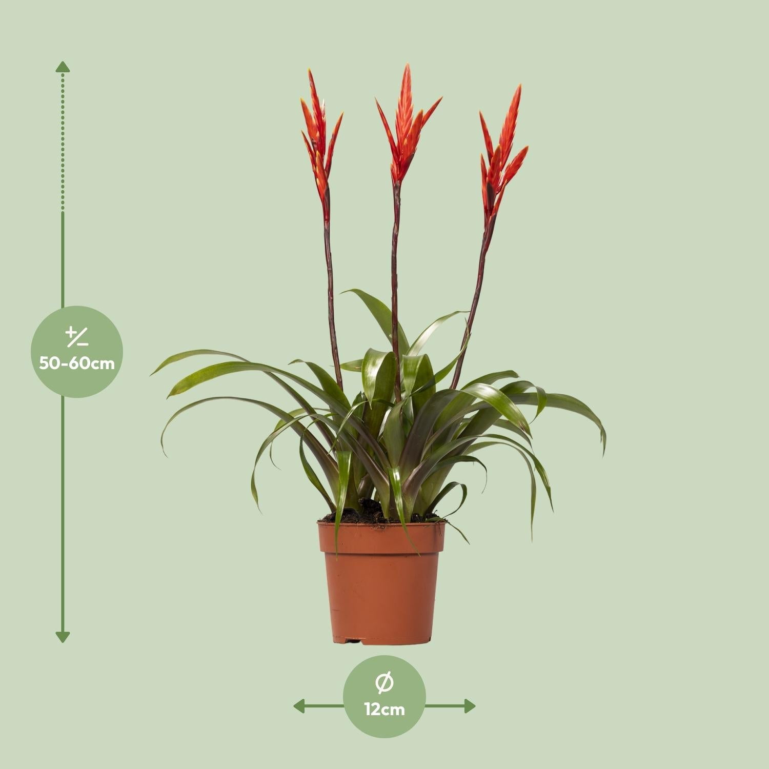 green-guardia-unsere-pflanzen-vriesea-elan-toef-12-cm-topf image 2