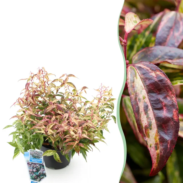 green-guardia-leucothoe-makijaz-zierstrauch-17-cm-topf-45-cm image 1