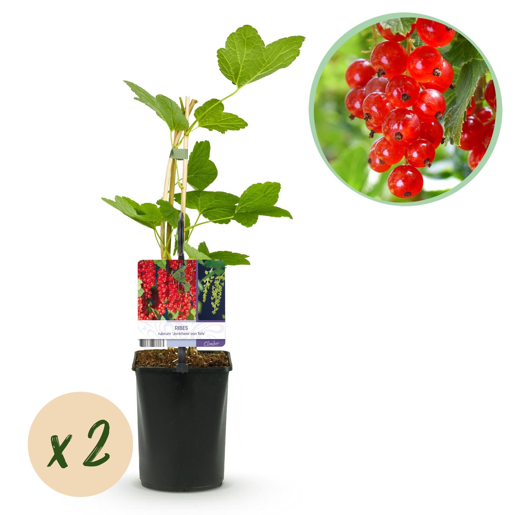 green-guardia-unsere-pflanzen-rote-johannisbeere-2-pflanzen-vitaminreich image 1