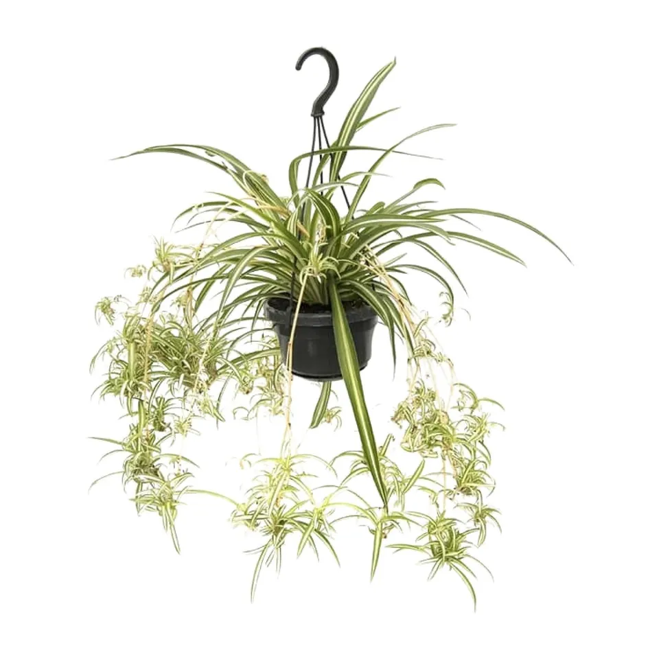 green-guardia-chlorophytum-variegatum-gr-nlilie-55-cm image 1