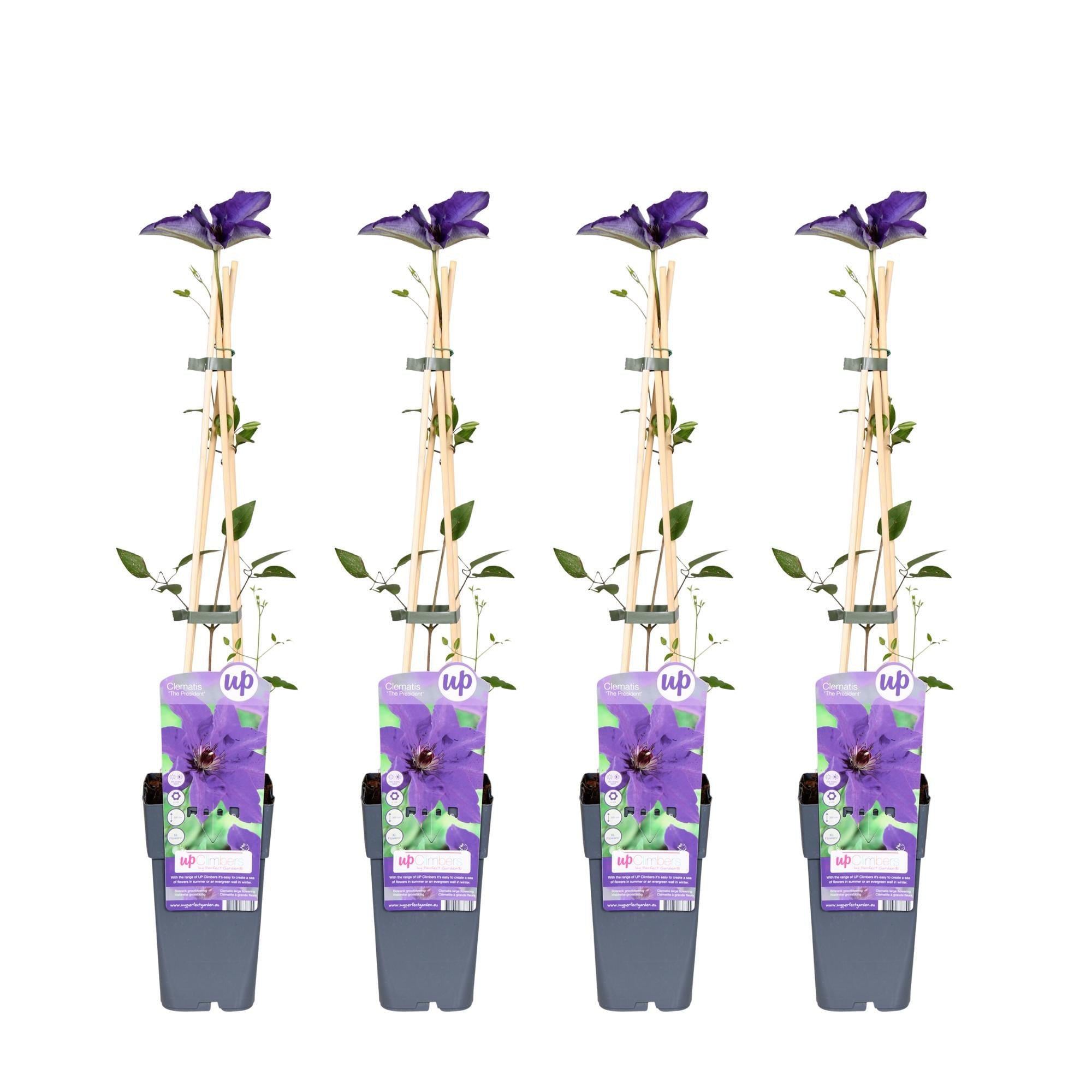 green-guardia-the-president-clematis-lila-15-cm-topf-65-cm image 6