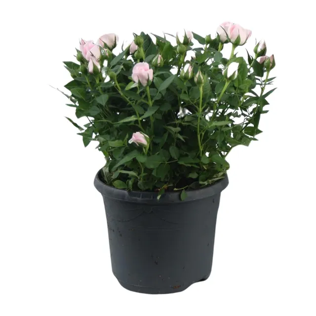 green-guardia-jewel-patio-baby-zwergrose-rosa-17-cm-topf image 1