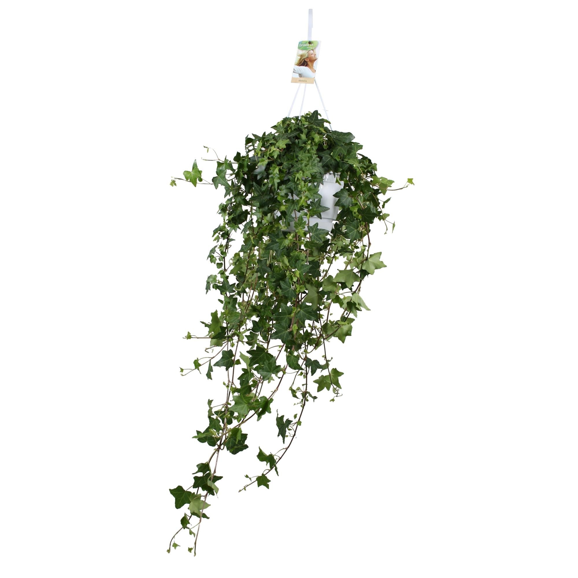 green-guardia-unsere-pflanzen-pitsburg-efeu-h-ngepflanze-50cm-17cm image 1