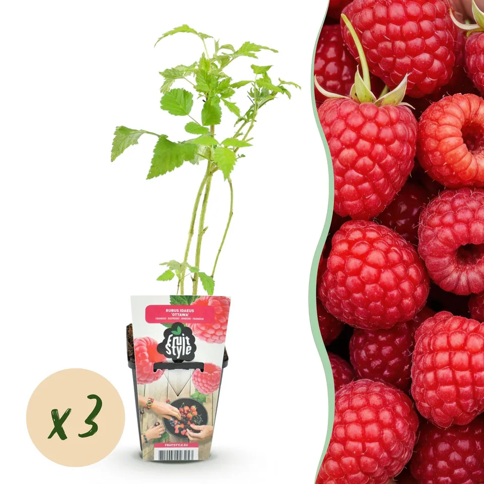 green-guardia-ottawa-himbeere-rubus-idaeus-3-pflanzen-im-9-cm-topf image 1