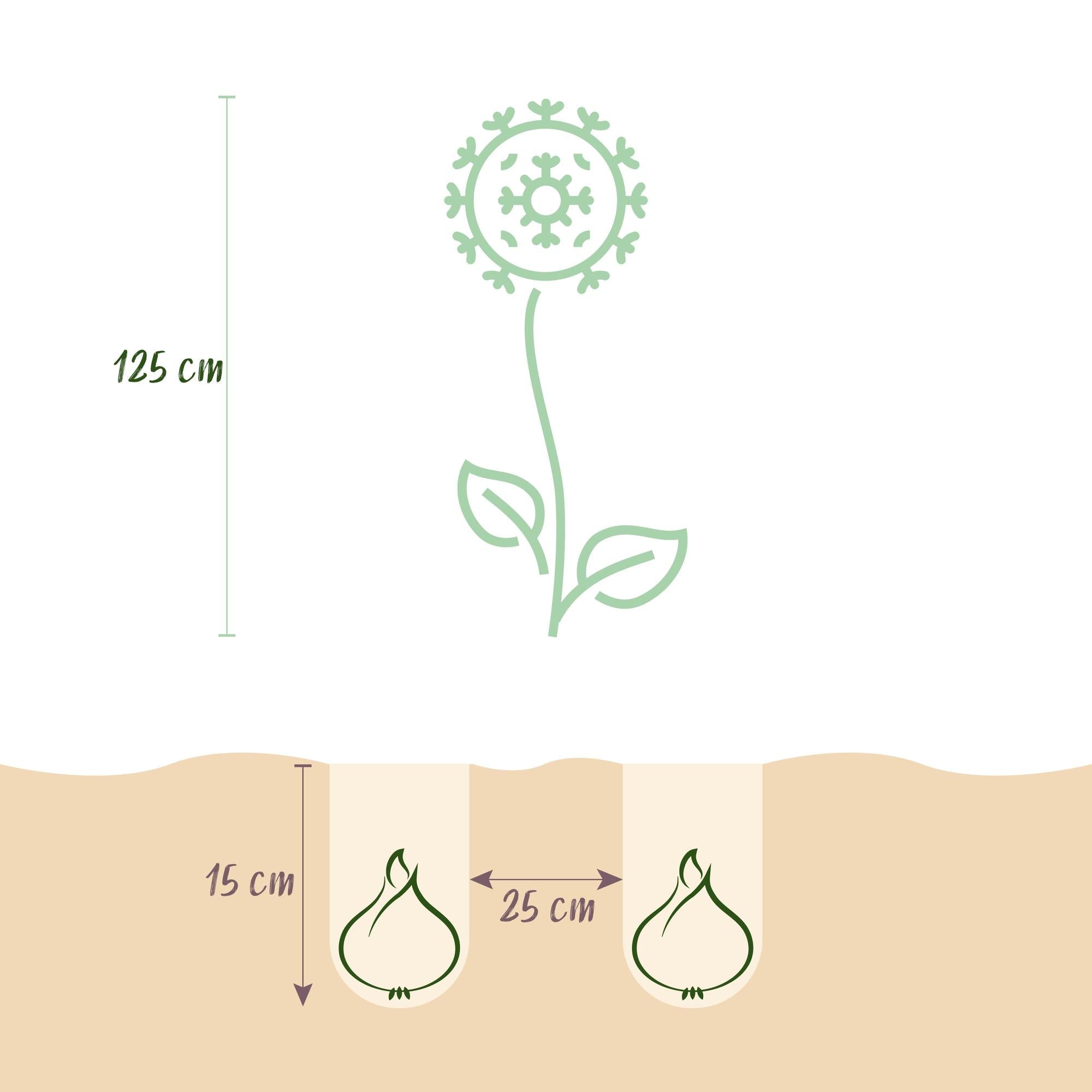 green-guardia-unsere-pflanzen-allium-gladiator-blumenzwiebeln-lila-5-st-ck image 2