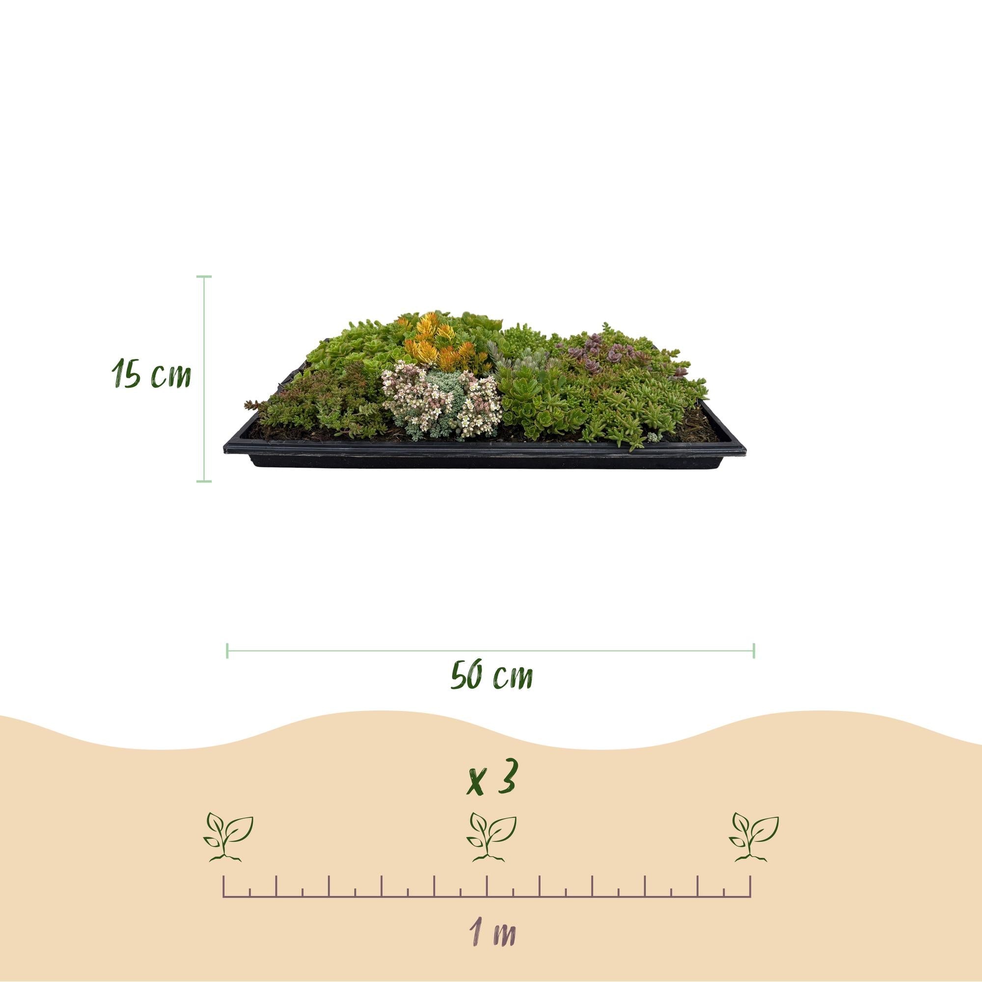 green-guardia-sedum-bodendecker-matte-10-arten-50x30-cm-winterhart image 3
