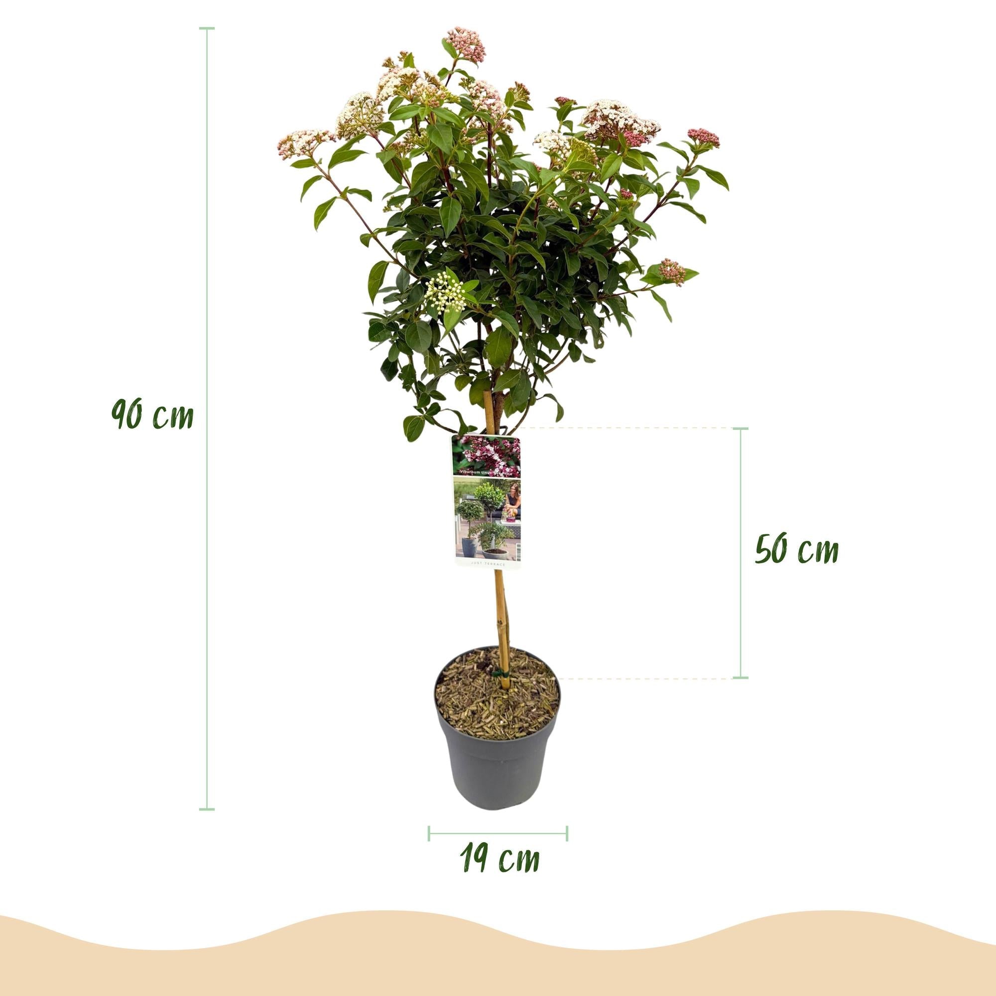 green-guardia-unsere-pflanzen-viburnum-tinus-stamm-90cm image 3