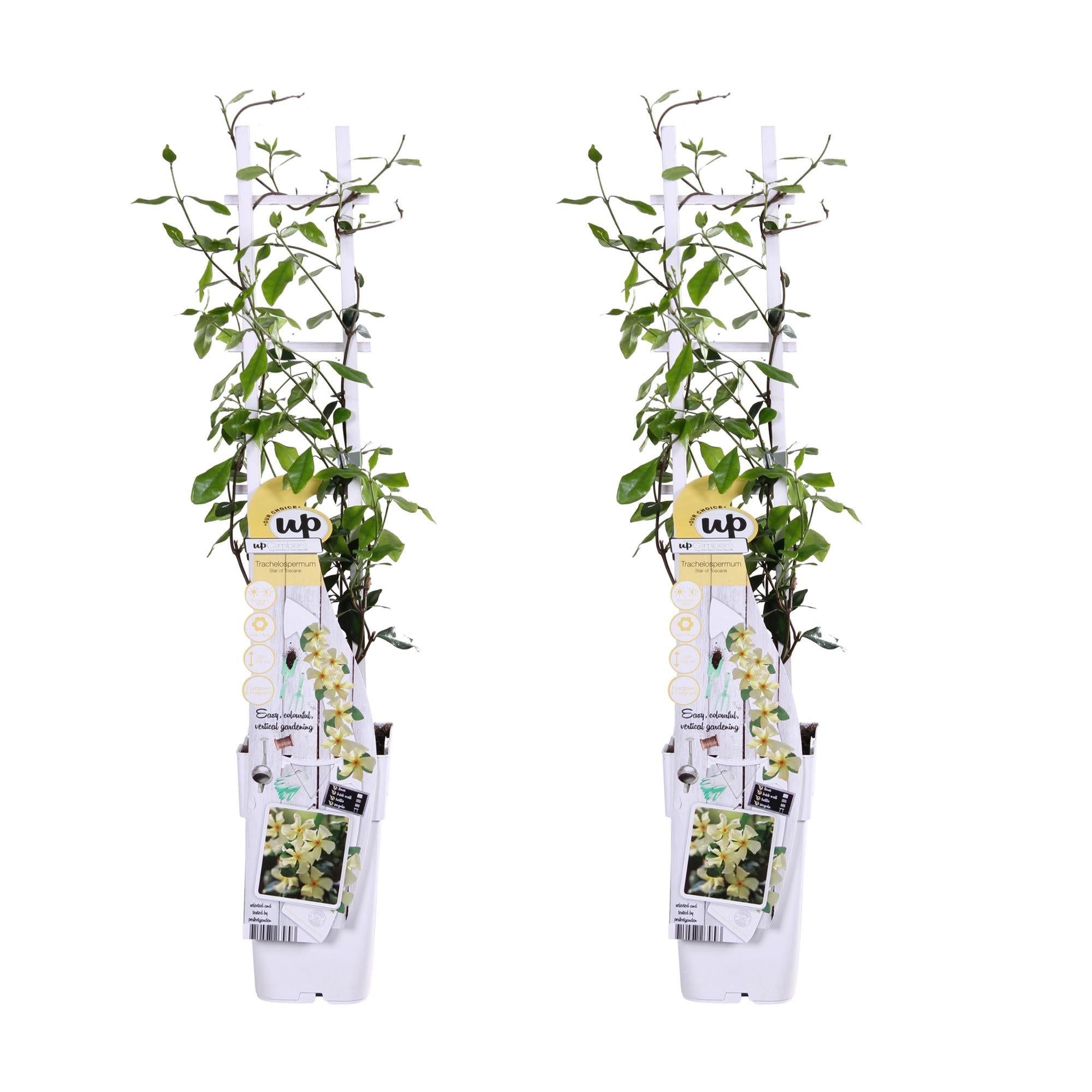 green-guardia-unsere-pflanzen-jasmin-star-of-toscana-gelb-15cm-topf image 5