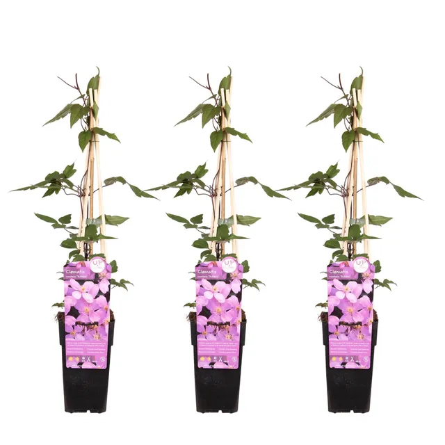 green-guardia-clematis-montana-rubens-kletterpflanze-3x-65cm-rosa image 1