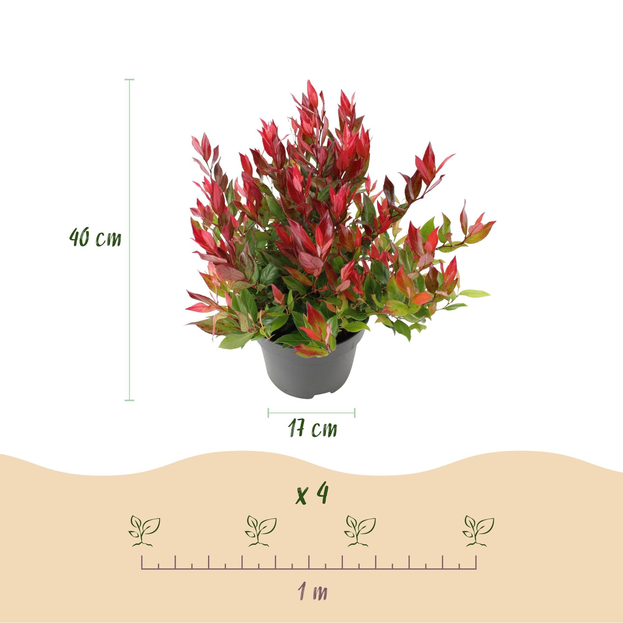 green-guardia-leucothoe-little-flame-40-cm-17-cm-topf image 2