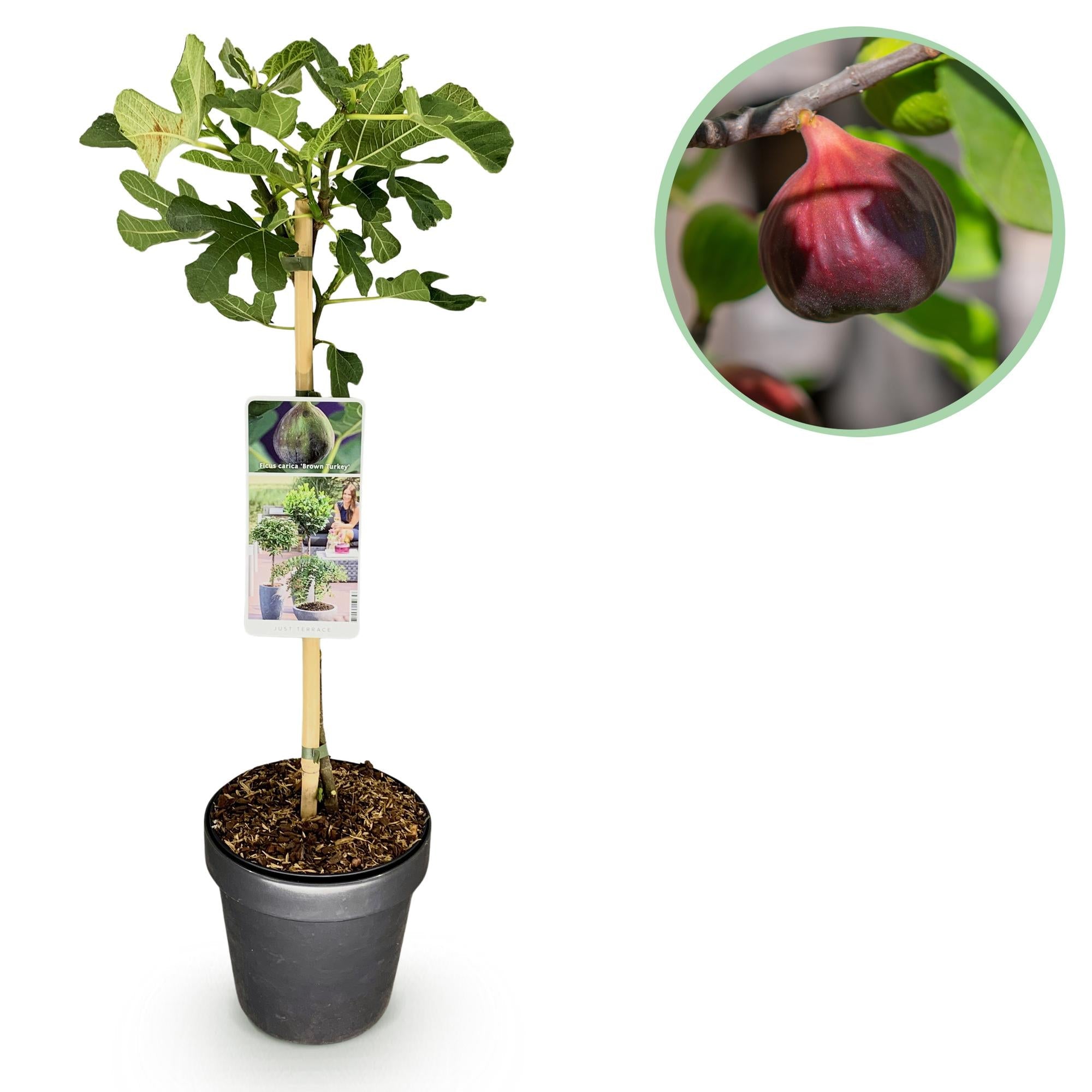 green-guardia-unsere-pflanzen-feigenbaum-brown-turkey-90cm-fruchtend image 1