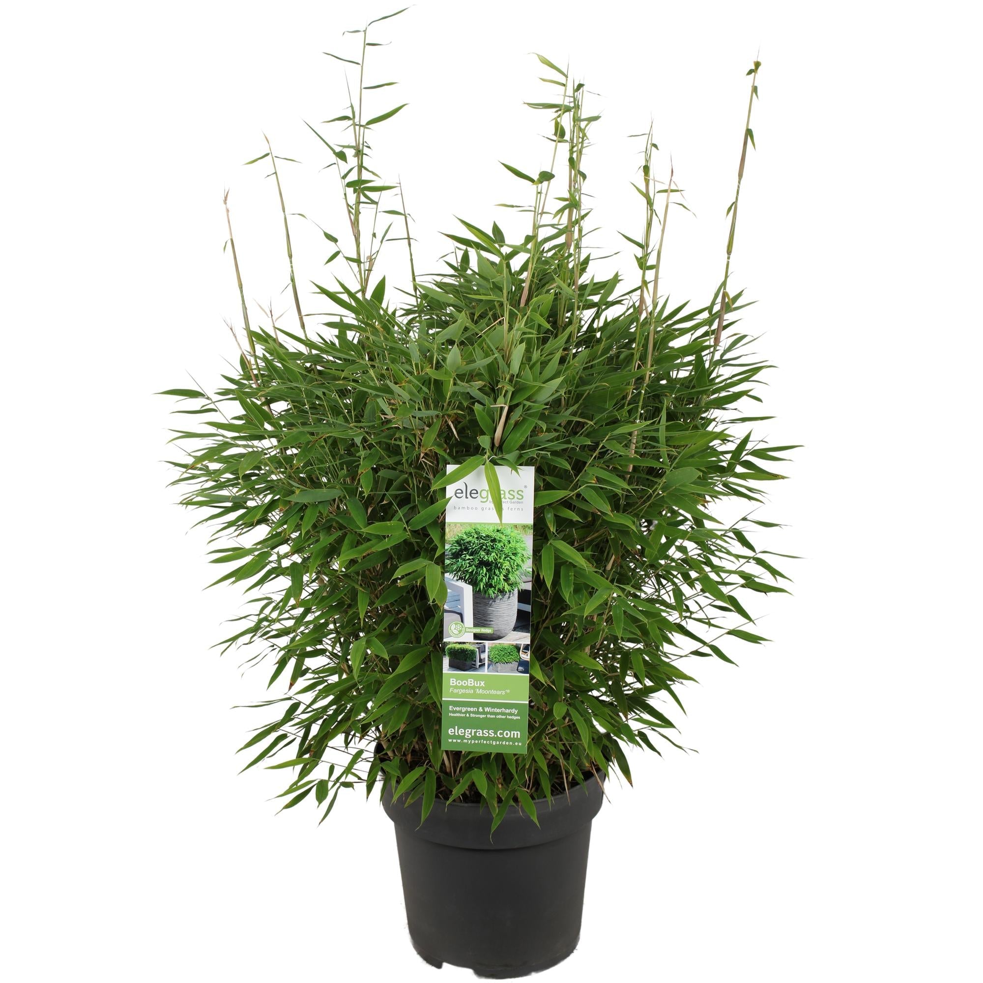 green-guardia-unsere-pflanzen-fargesia-moontears-bambus-70cm-sichtschutz image 1