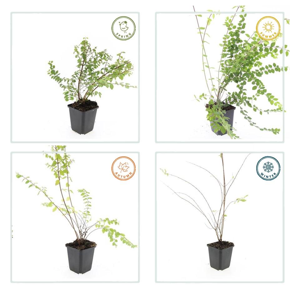 green-guardia-unsere-pflanzen-symphoricarpos-hancock-bodendecker-9cm image 3