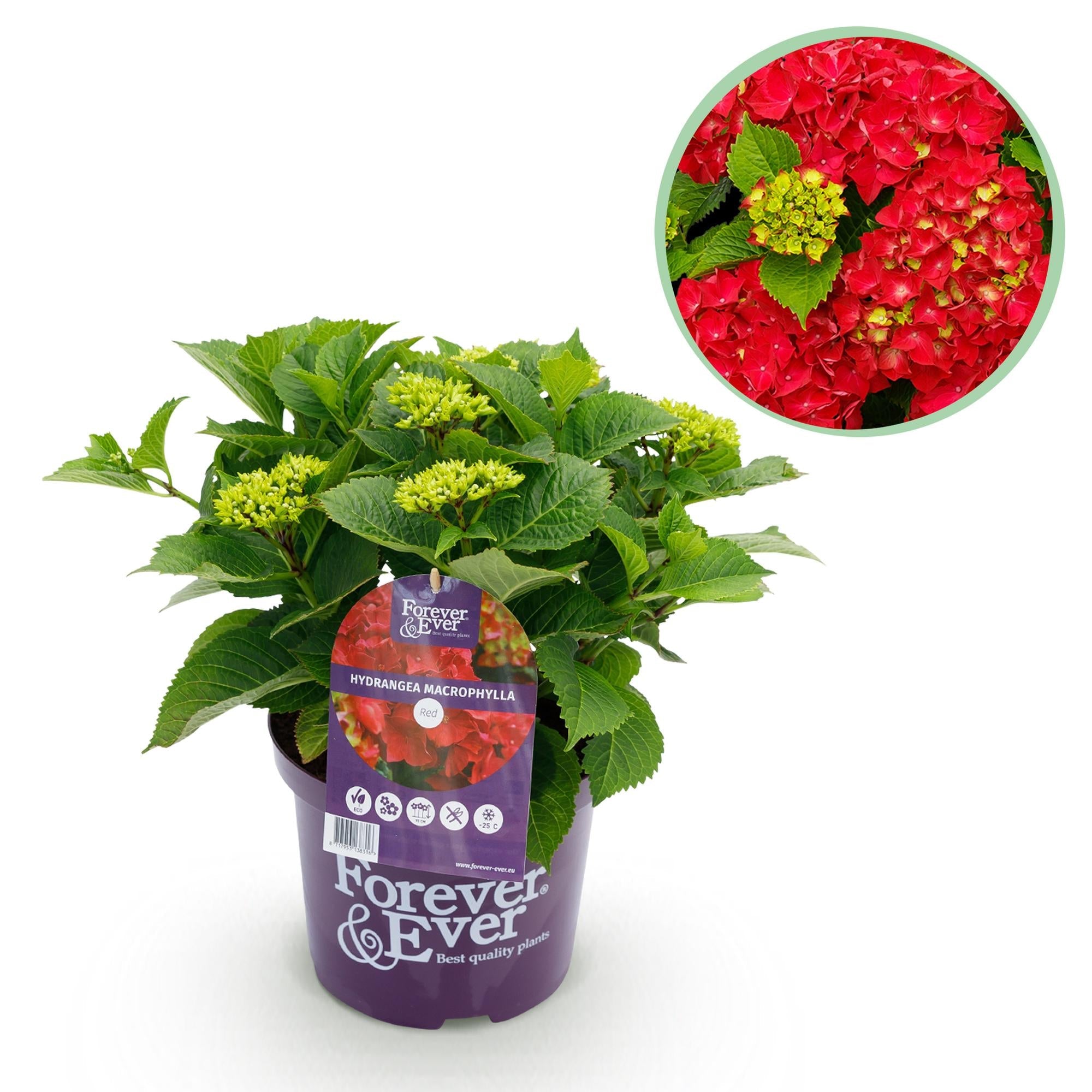 green-guardia-hortensie-forever-ever-rot-1-pflanze-23cm-topf image 1