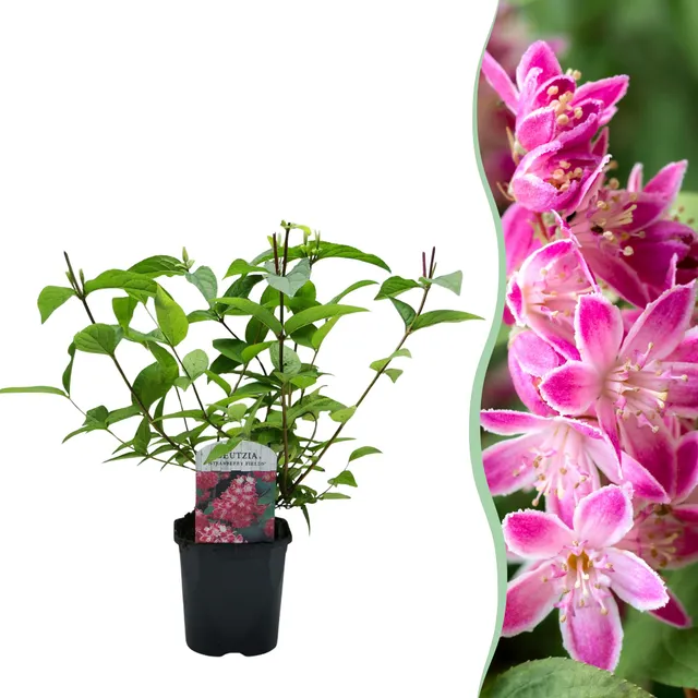 green-guardia-deutzia-strawberry-fields-zierstrauch-45-cm image 1