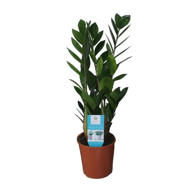 green-guardia-zamioculcas-gl-cksfeder-pflanze-50cm-14cm image 1