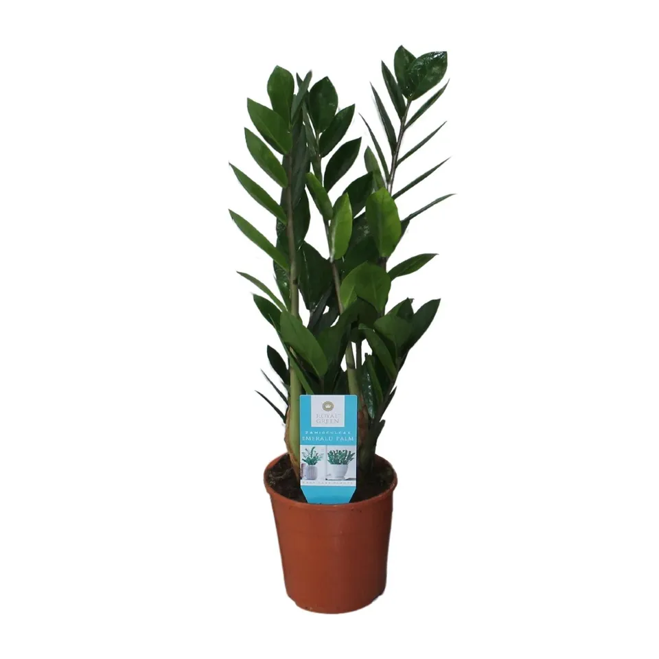 green-guardia-zamioculcas-gl-cksfeder-pflanze-50cm-14cm image 1
