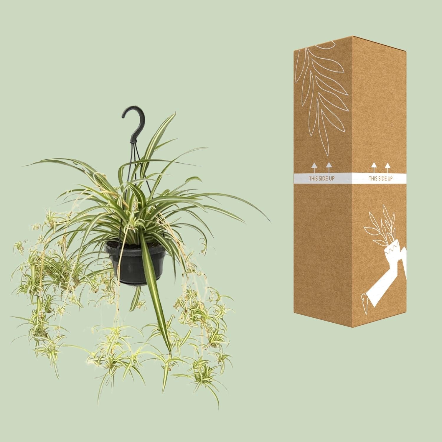green-guardia-chlorophytum-variegatum-gr-nlilie-55-cm image 3