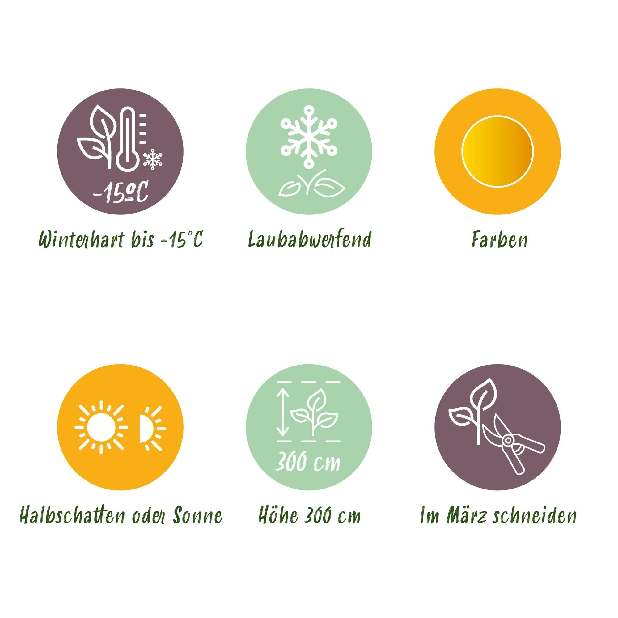 green-guardia-acer-summergold-japanischer-ahorn-19cm image 3