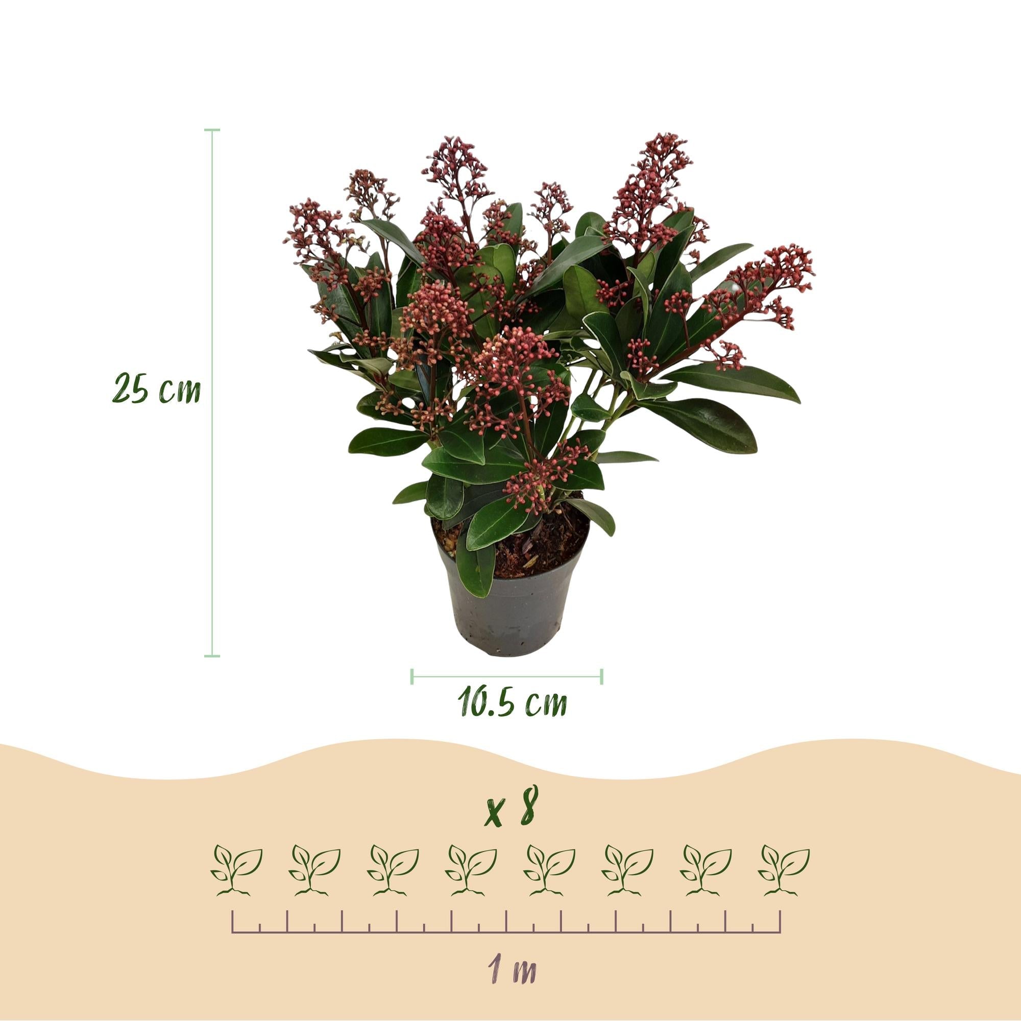 green-guardia-skimmia-rubella-rote-bl-ten-3-pflanzen image 2