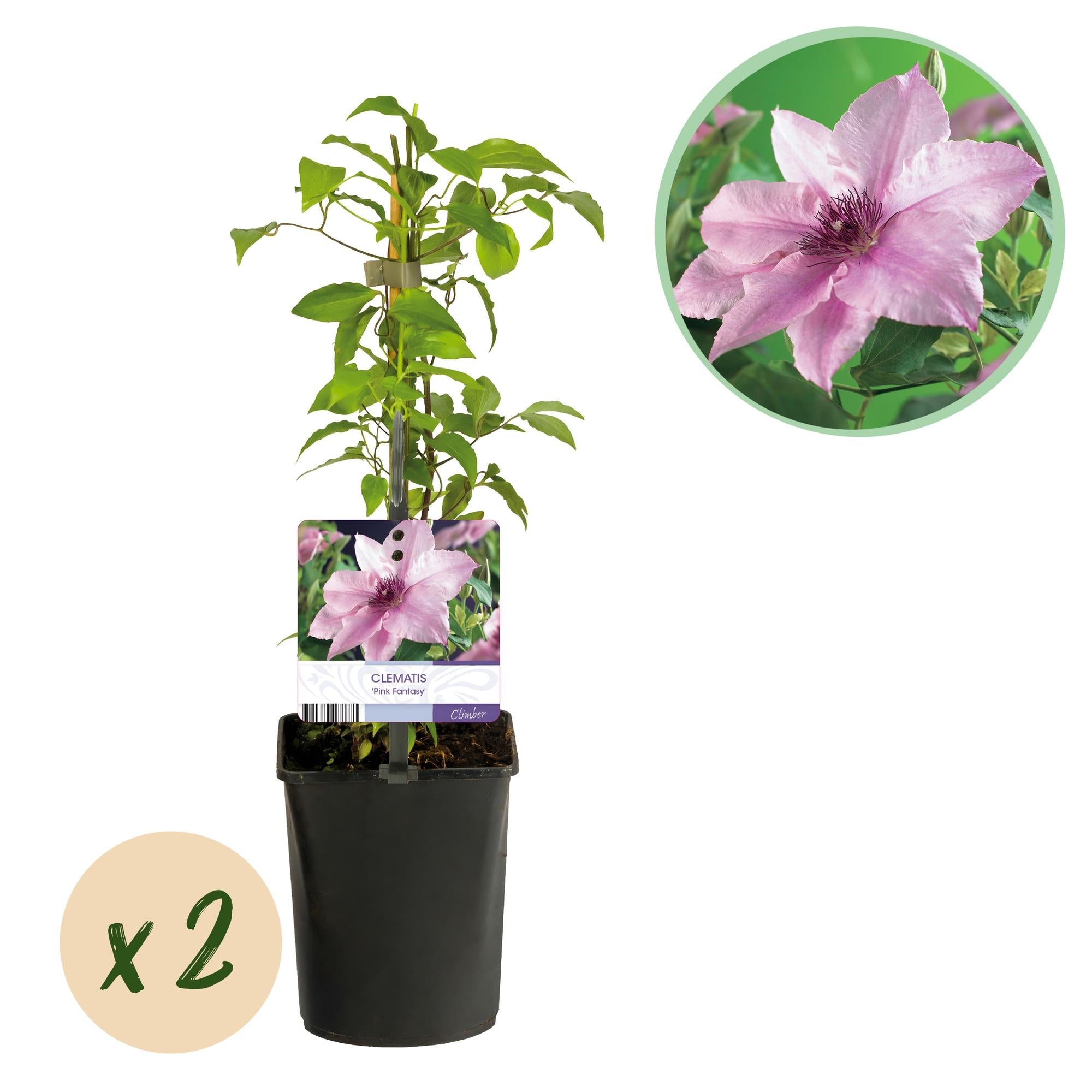 green-guardia-unsere-pflanzen-clematis-pink-fantasy-rosa-2x-11cm-topf image 1