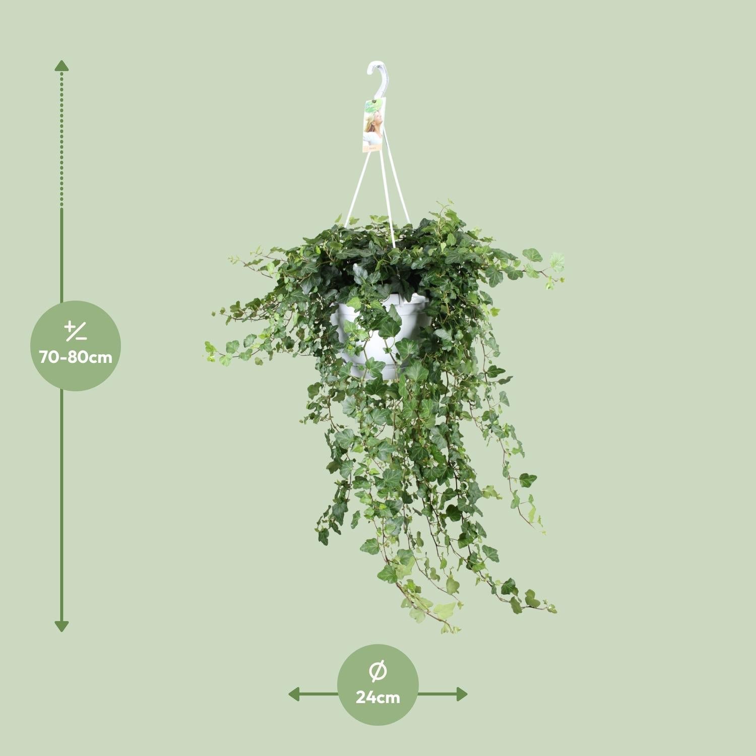 green-guardia-unsere-pflanzen-hedera-wonder-green-efeu-50-cm-immergr-n image 5