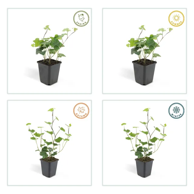 green-guardia-unsere-pflanzen-hedera-hibernica-efeu-6x-9-cm-topf image 1