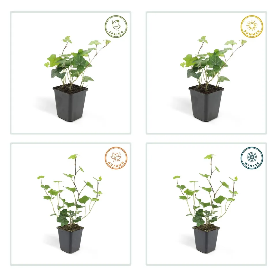 green-guardia-unsere-pflanzen-hedera-hibernica-efeu-6x-9-cm-topf image 1