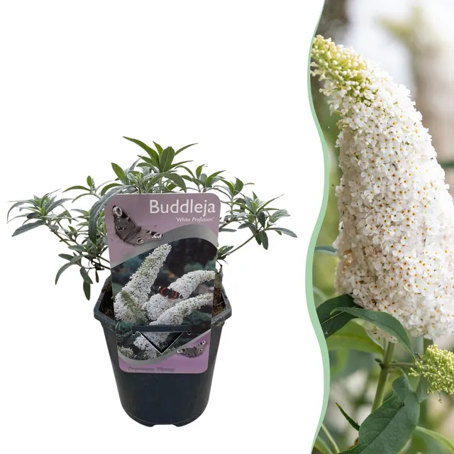 green-guardia-white-profusion-schmetterlingsstrauch-25cm image 1