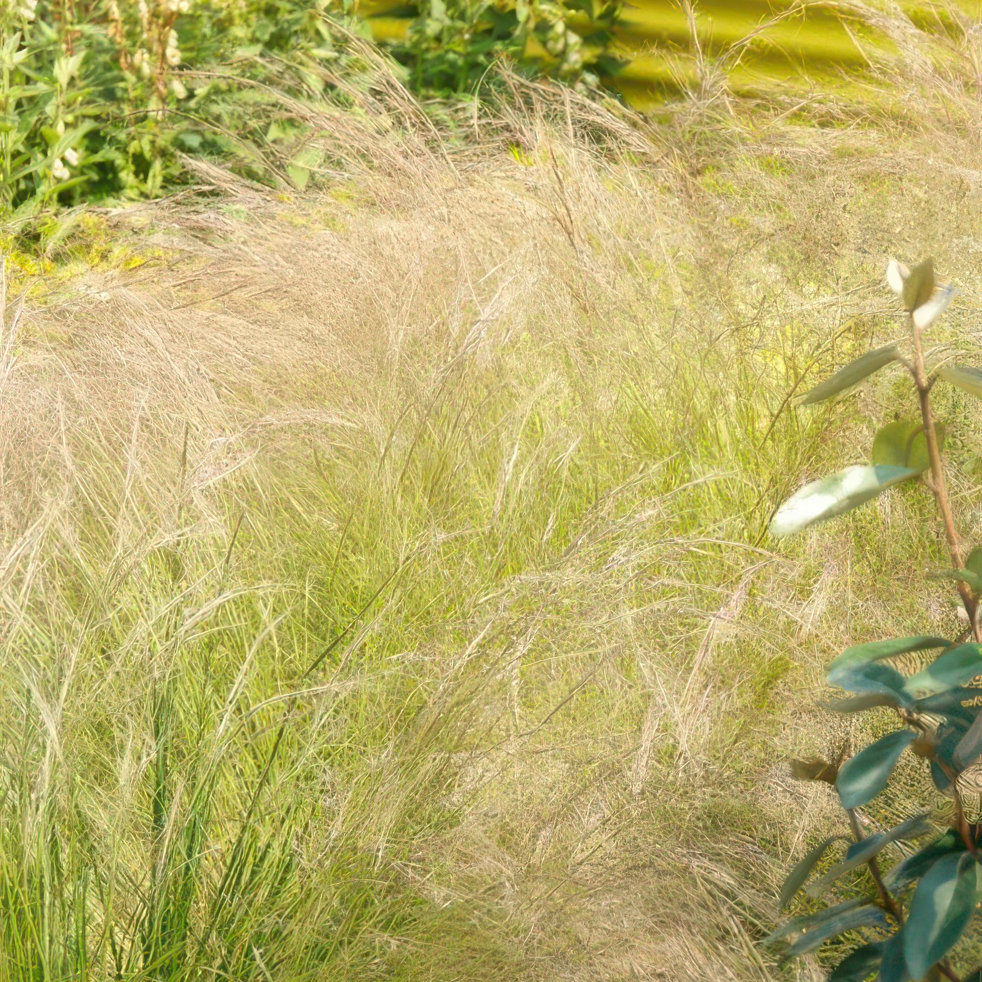 green-guardia-unsere-pflanzen-stipa-federgras-ponytails-9cm-topf image 5