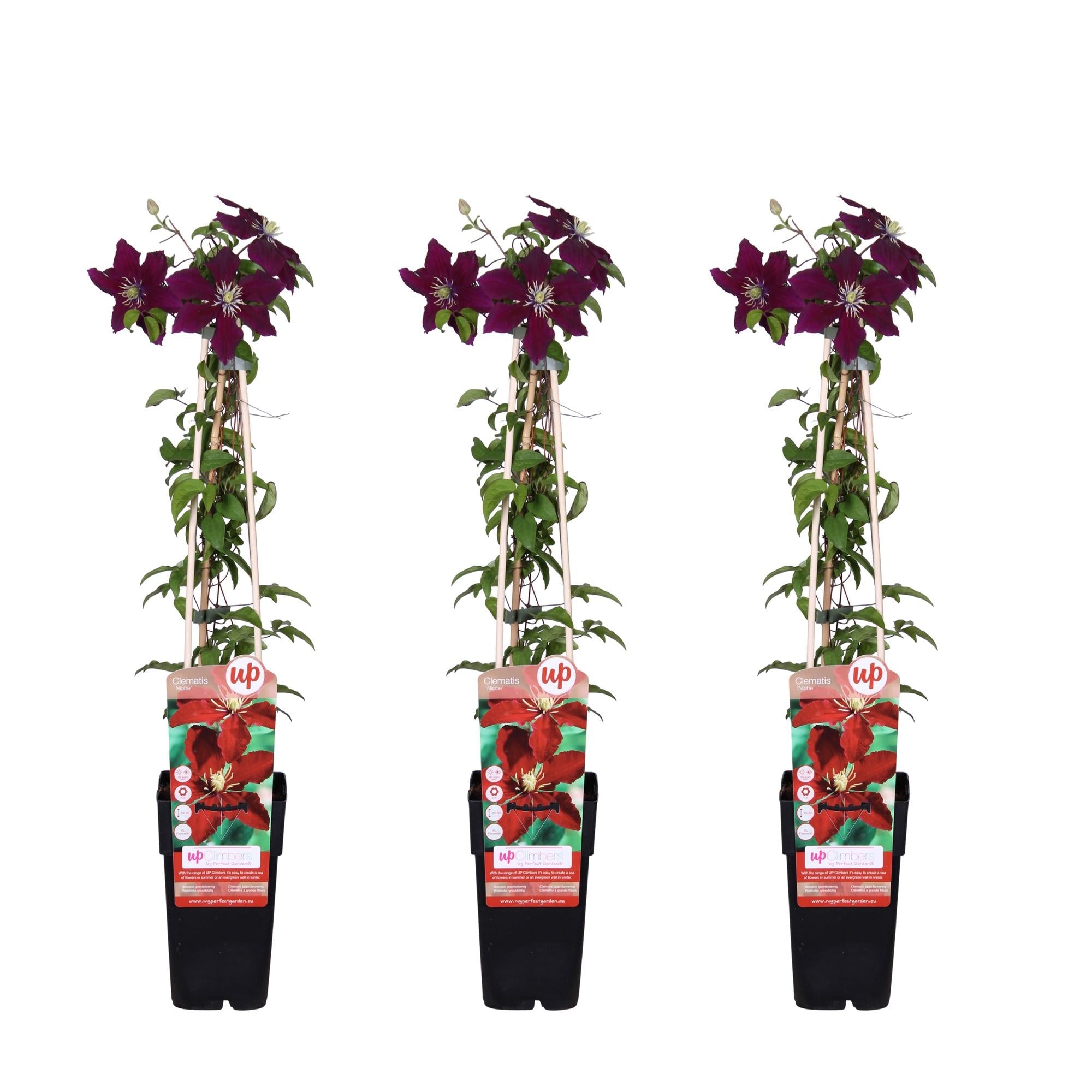 green-guardia-clematis-niobe-kletterpflanze-65-cm image 3