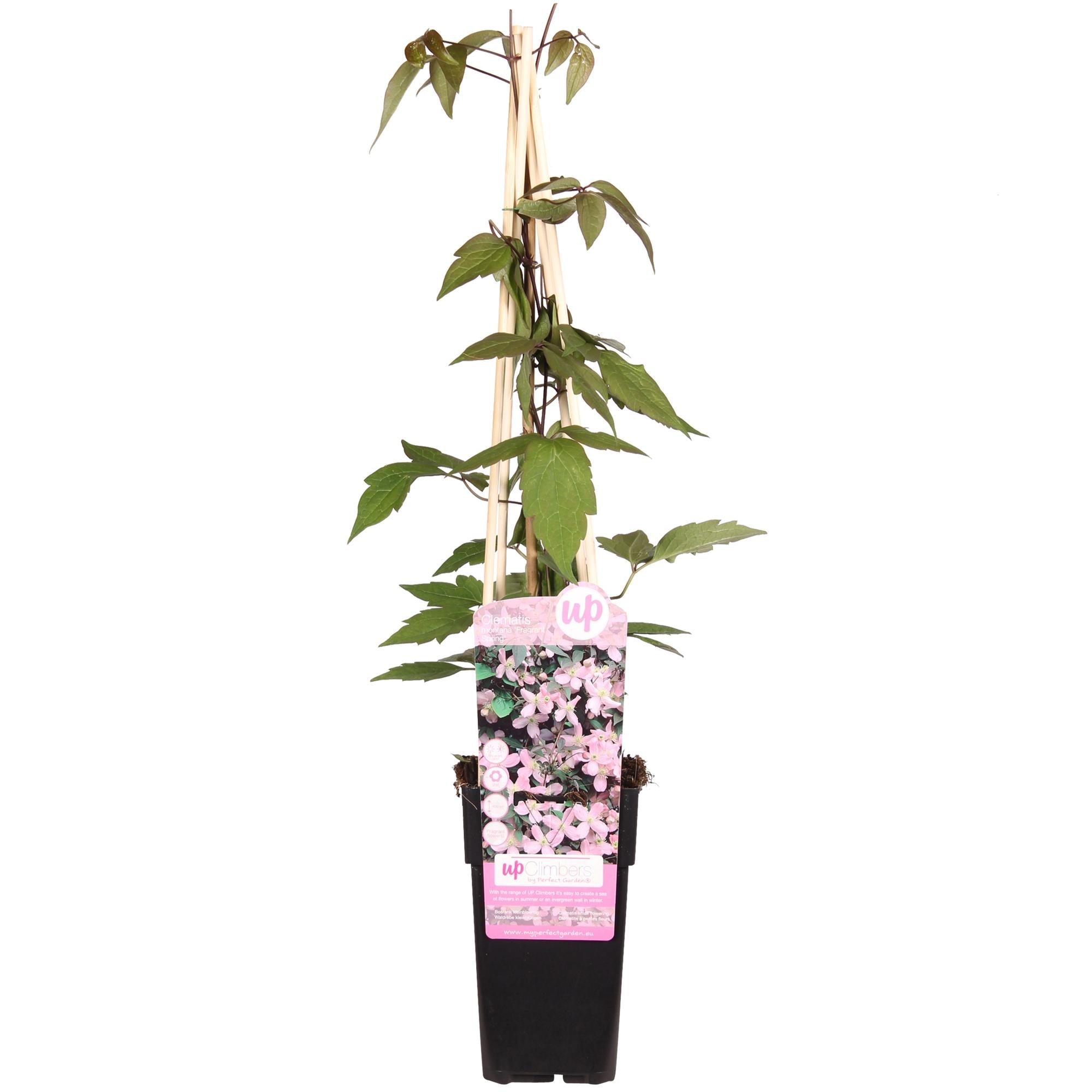 green-guardia-fragrant-spring-clematis-kletterpflanze-hellrosa image 1