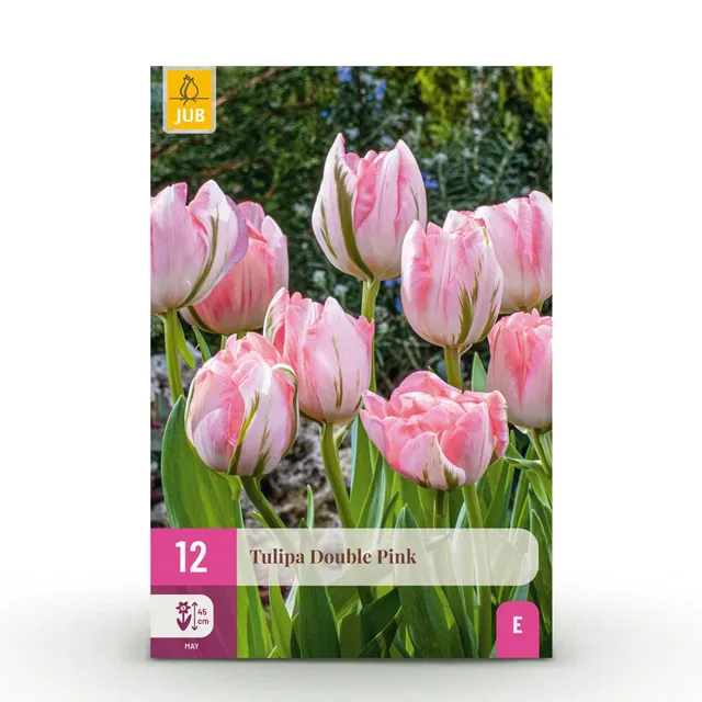 green-guardia-unsere-pflanzen-tulpe-double-pink-blumenzwiebeln-12-st-ck-rosa image 1