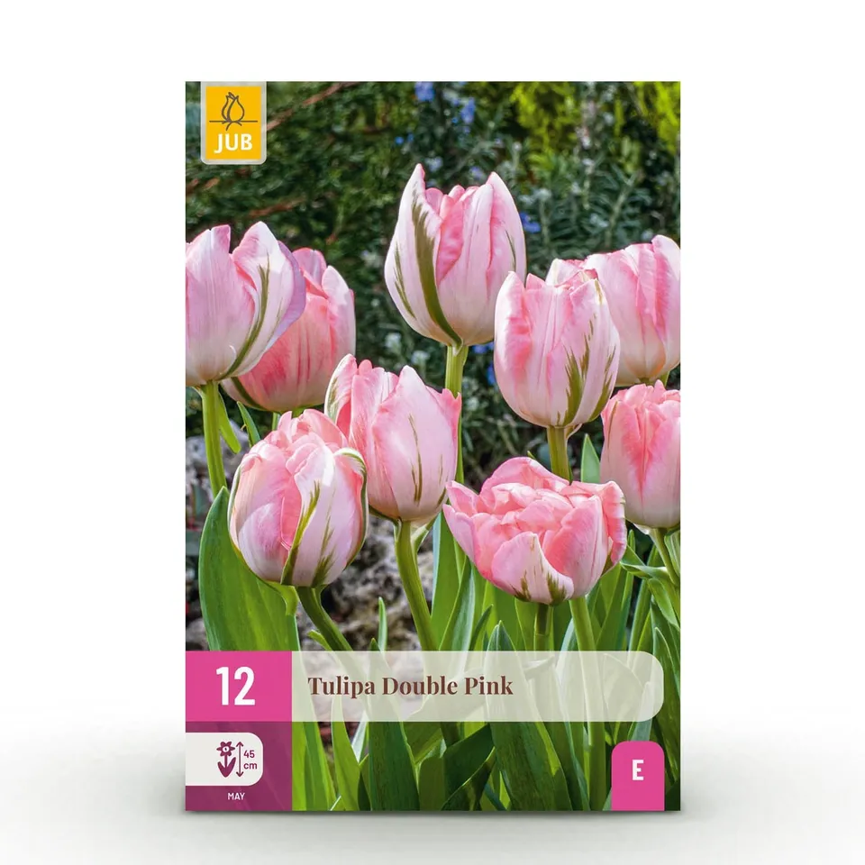 green-guardia-unsere-pflanzen-tulpe-double-pink-blumenzwiebeln-12-st-ck-rosa image 1
