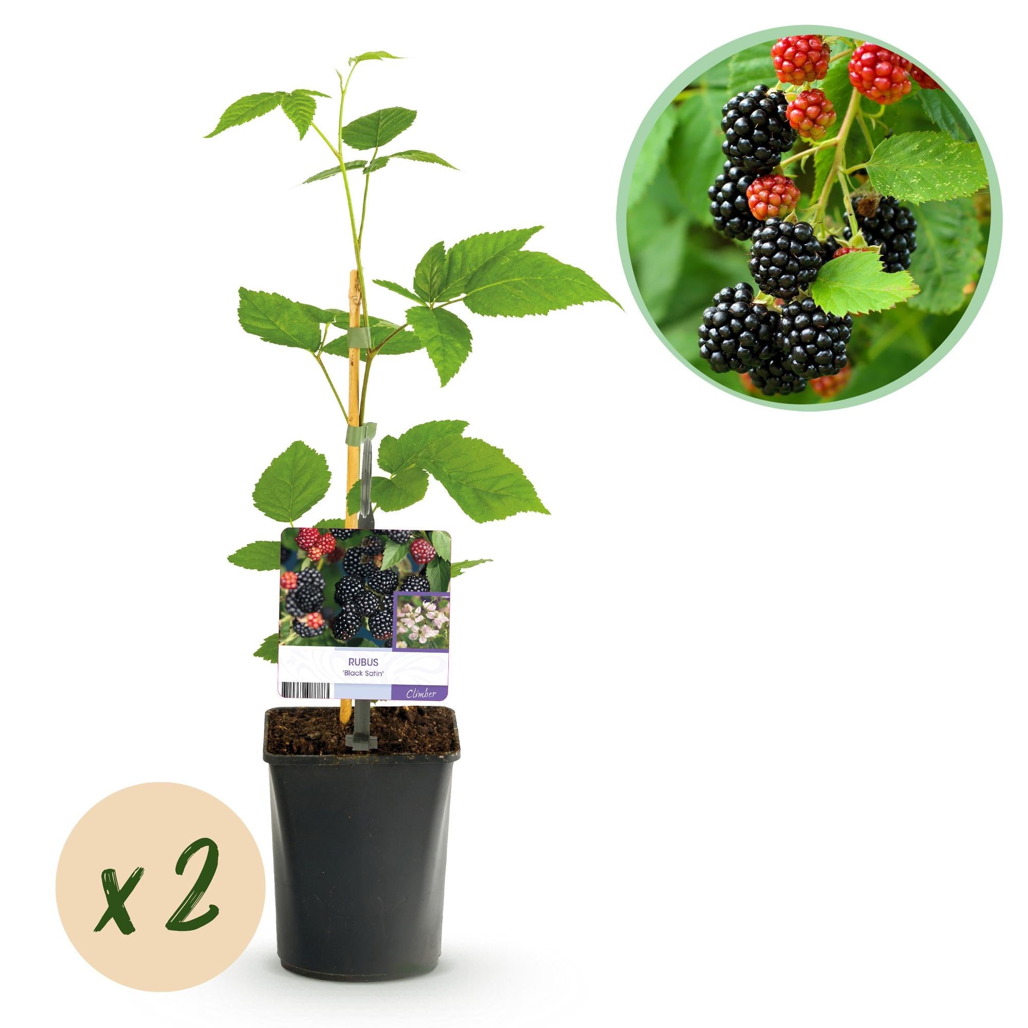 green-guardia-black-satin-brombeere-dornenlos-2x-11cm image 1